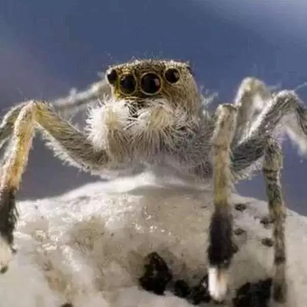 عکس خفن عکس حیوانات کوه اورست