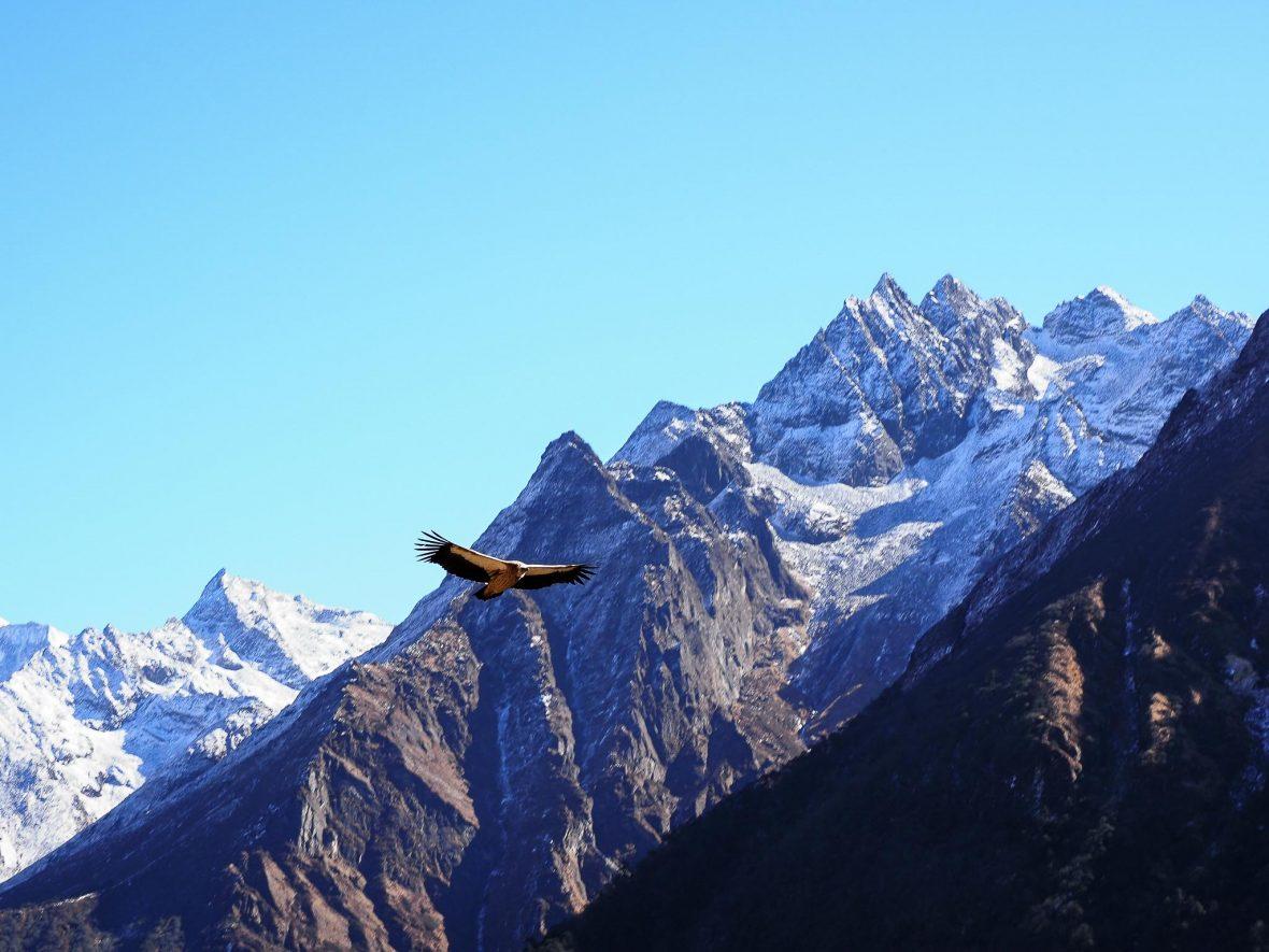 کرکس گریفون هیمالیایی در کوه اورست - نارون اکوتور