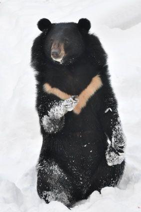 خرس سیاه هیمالیا - نارون اکوتور