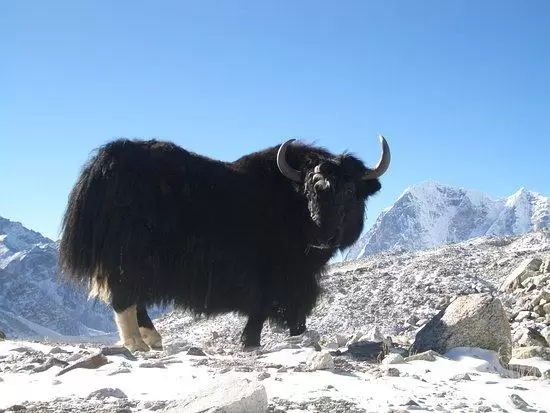 عکس خفن عکس حیوانات کوه اورست