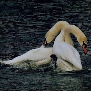 پرندگان تور پرنده نگری 1 - نارون اکوتور