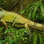 حیوانات آمازون - نارون اکوتور