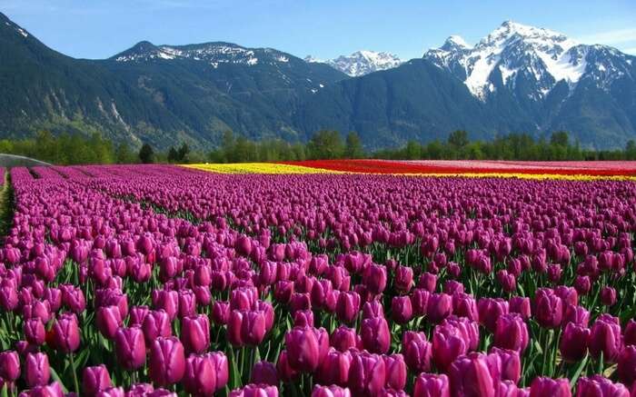 بزرگترین باغ گل لاله در آسیا - نارون اکوتور