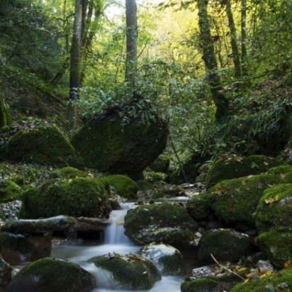 تصاویر تور پلنگ دره 2 - نارون اکوتور