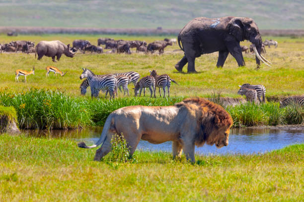 پارک ملی سرنگتی از بهترین جاذبه های گردشگری تانزانیا - نارون اکوتور