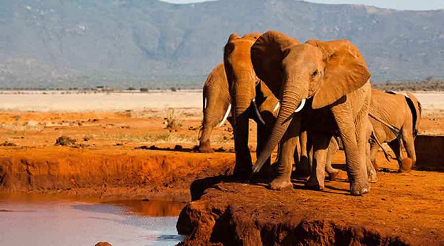 پارک ملی ساوو بزرگترین پارک کنیا - نارون اکوتور