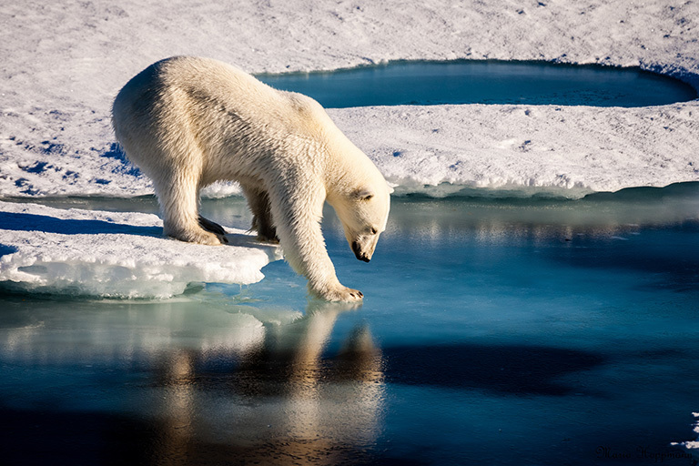 خرس های قطبی در شمالگان