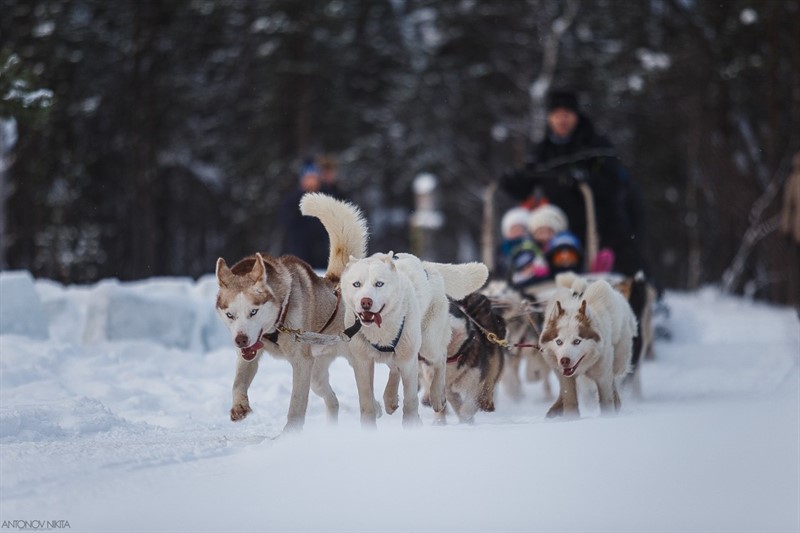 سورتمه سواری با سگ در مورمانسک - نارون اکوتور