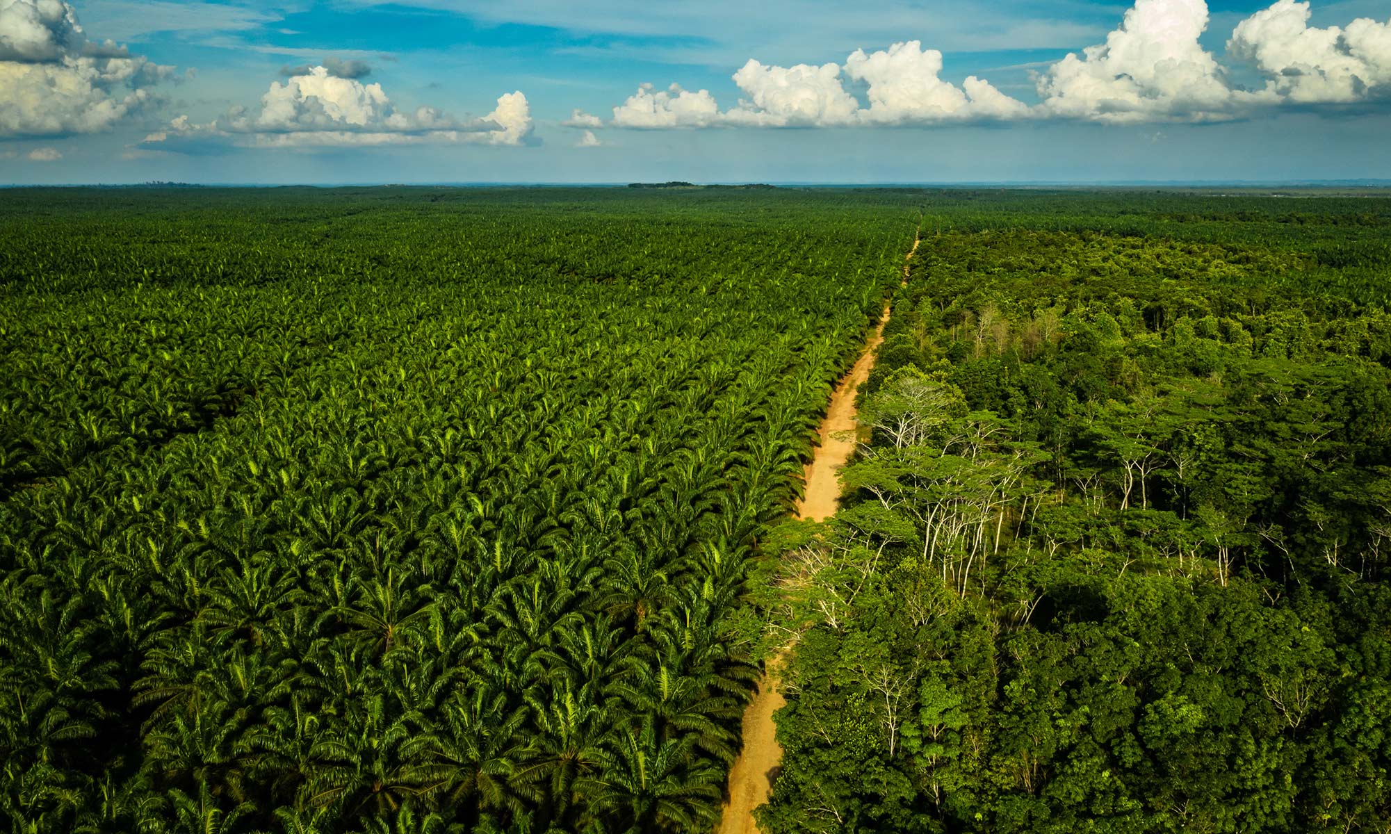 کشاورزی در جنگل آمازون