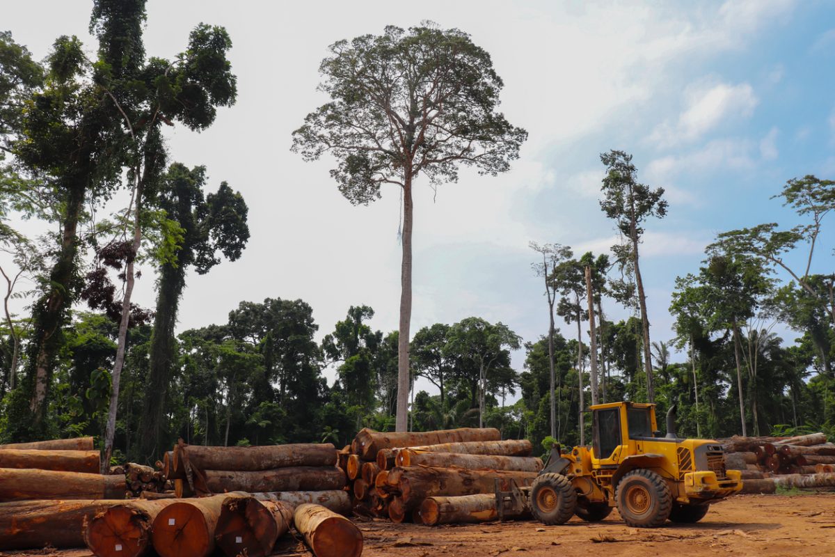 تخریب جنگل آمازون