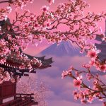 شکوفه های گیلاس ژاپن