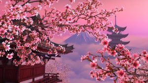 شکوفه های گیلاس ژاپن