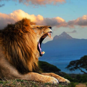 تور کنیا و مومباسا