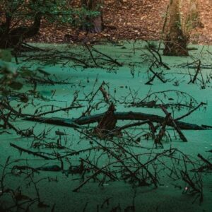 تور جنگل مشعل اردیبهشت 1402