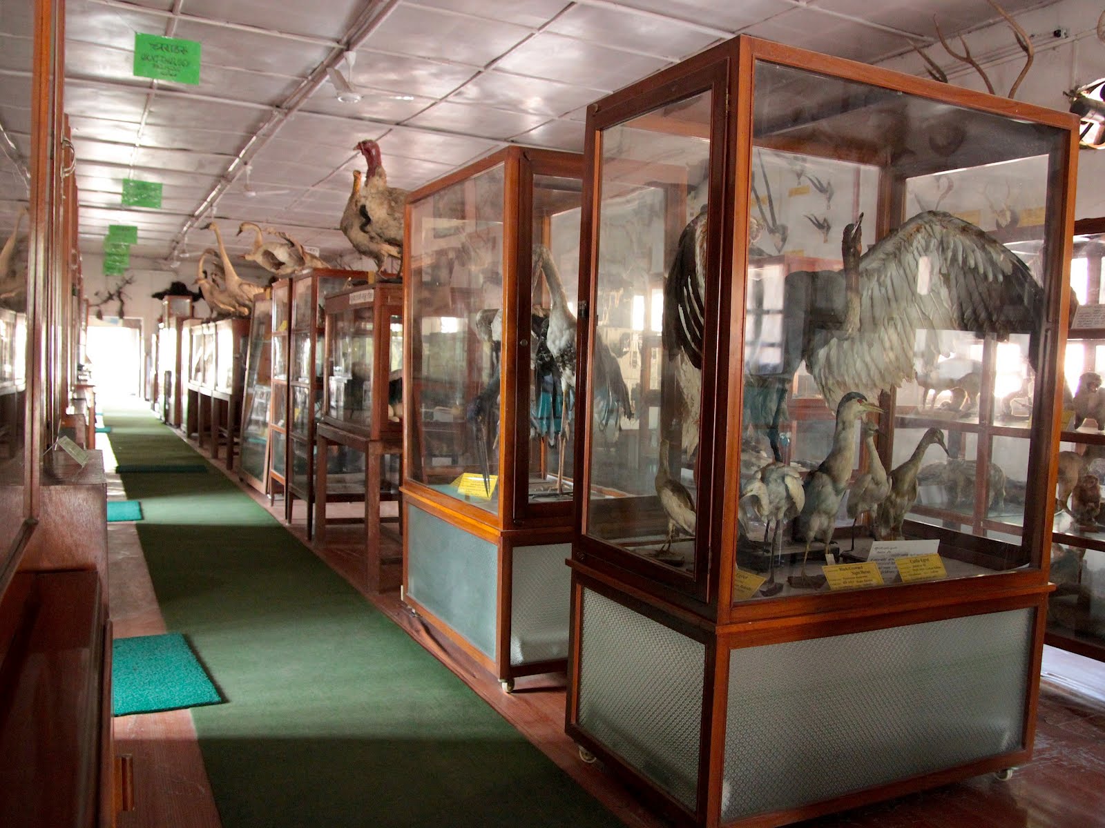 موزه تاریخ طبیعی نپال