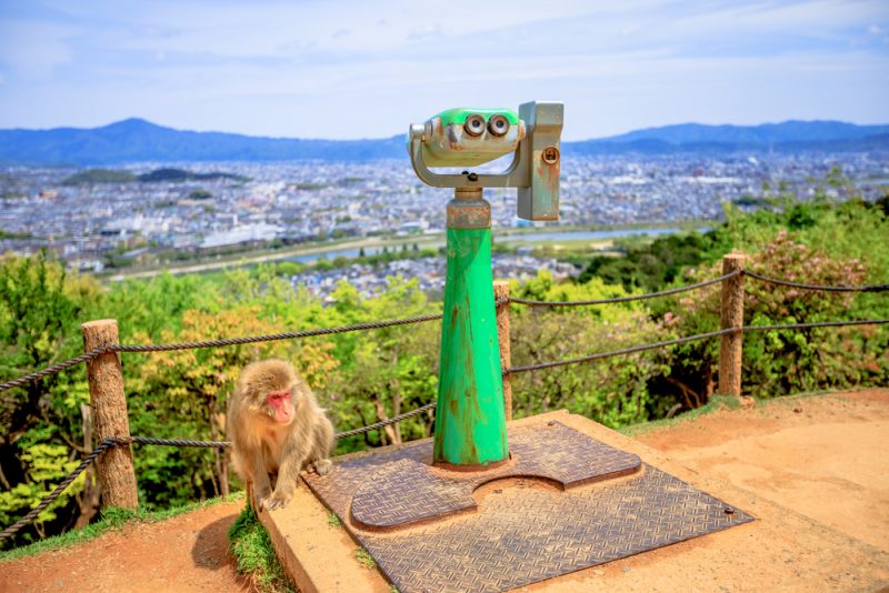 پارک میمون ایواتایاما