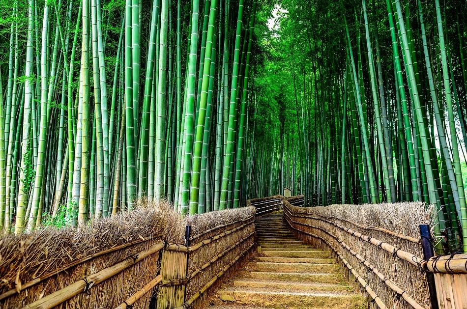معرفی جنگل بامبو ژاپن