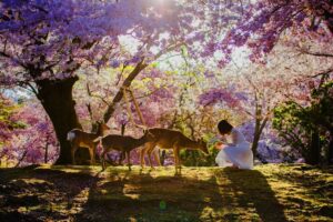 شهر نارا و جاهای دیدنی آن