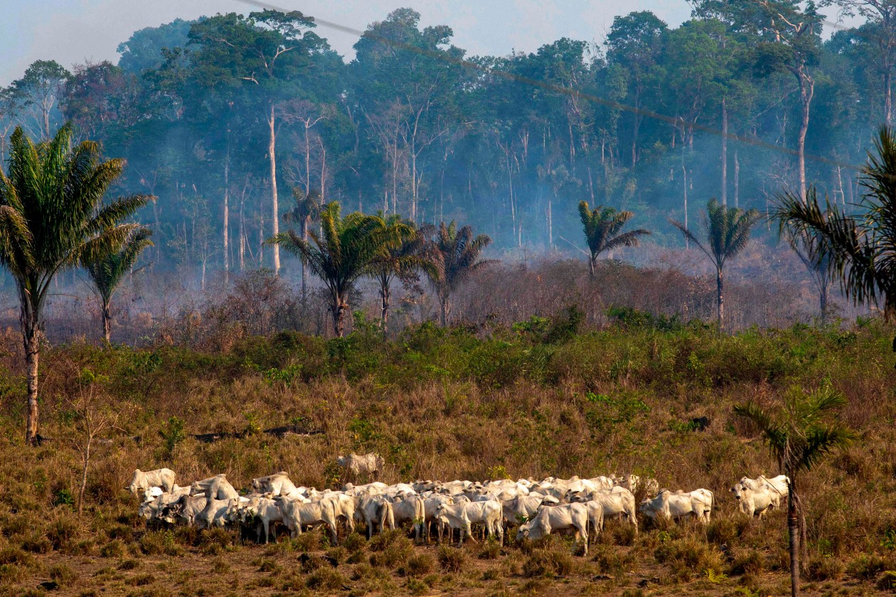 دامداری از مهمترین عوامل تخریب جنگل آمازون