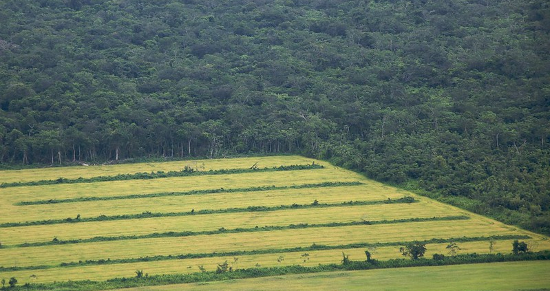 کشاورزی ناپایدار در آمازون
