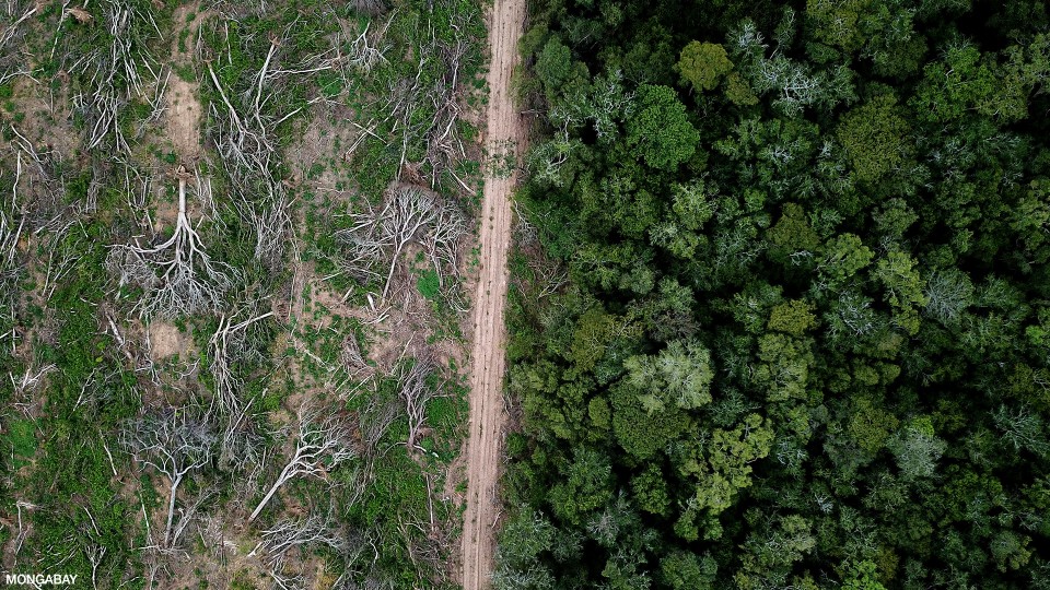 به چه علت جنگل های بارانی برزیل از بین رفته اند؟