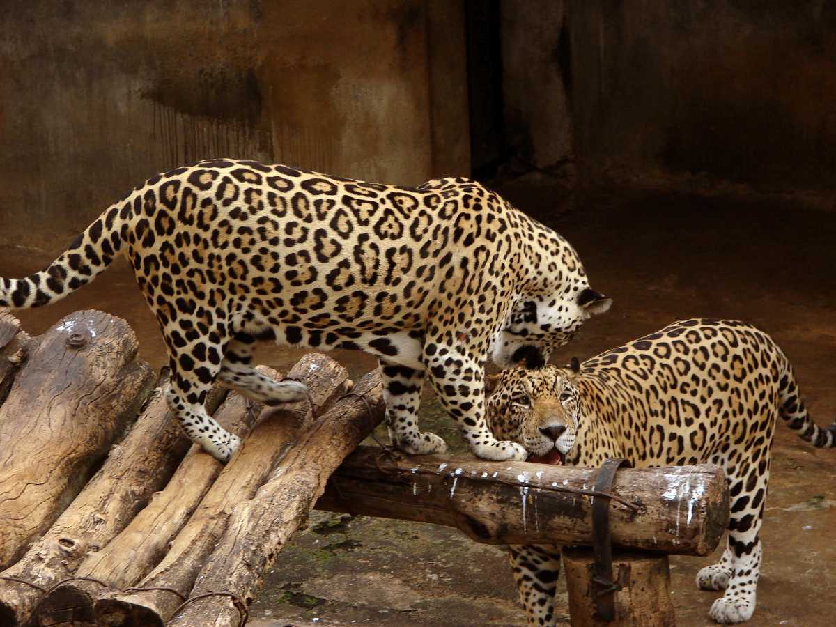 باغ جانورشناسی ملی سریلانکا در کلمبو