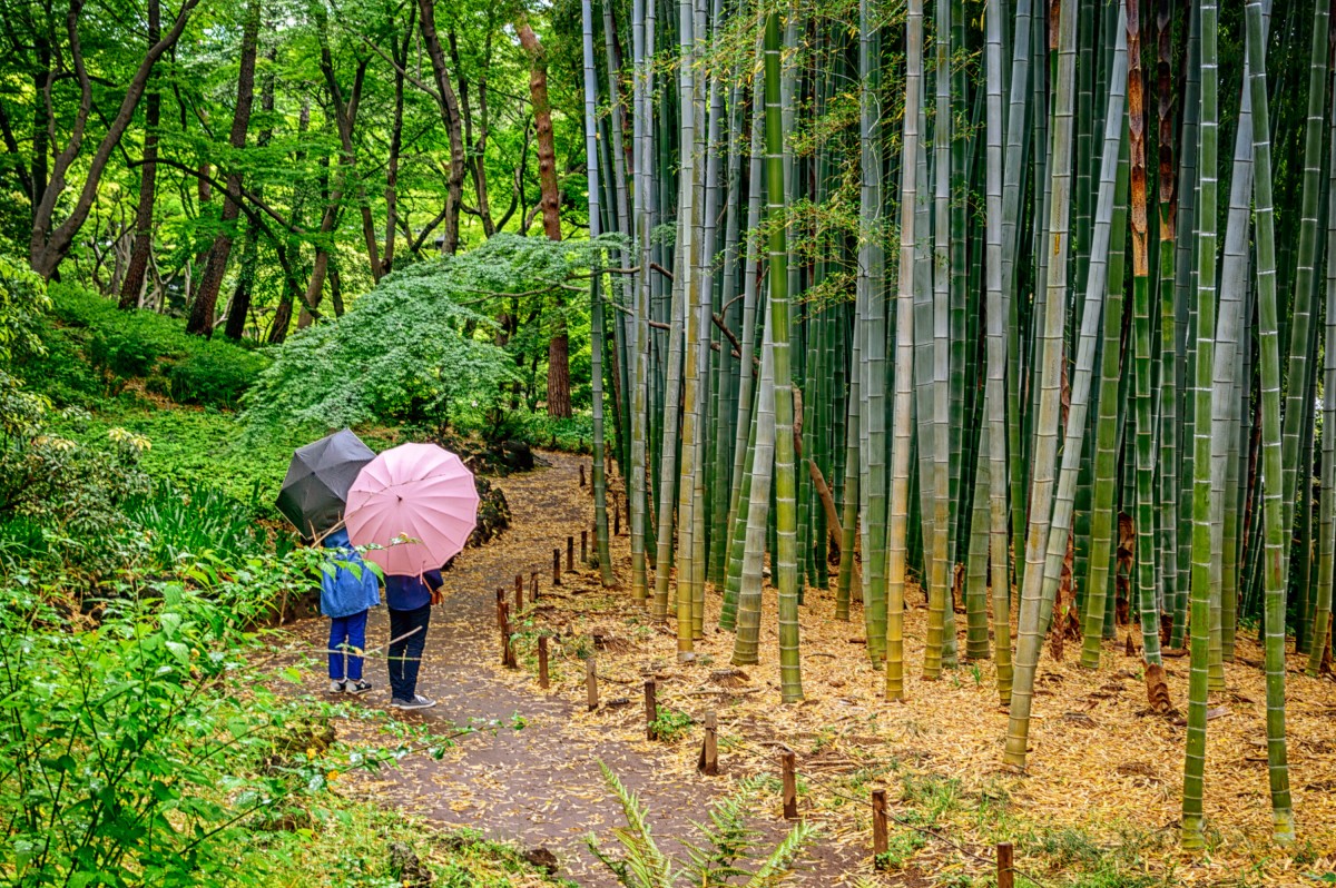 جنگل بامبو توکیو
