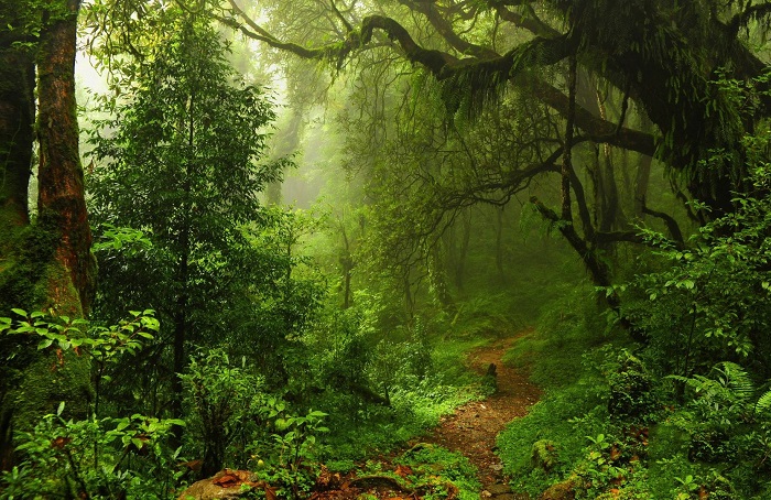 تصاویر تور جنگل های گلستان (3)