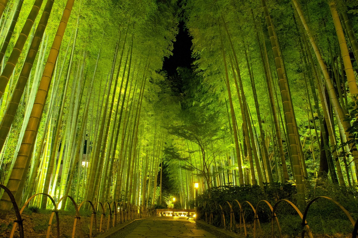 جنگل بامبو شوزنجی در شب