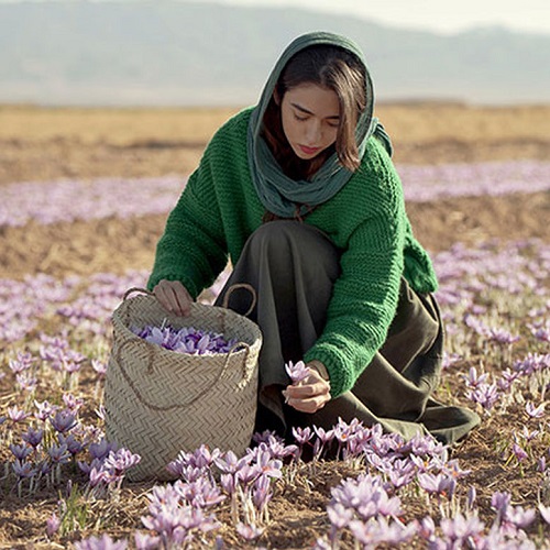 تور زعفران چینی نیشابور