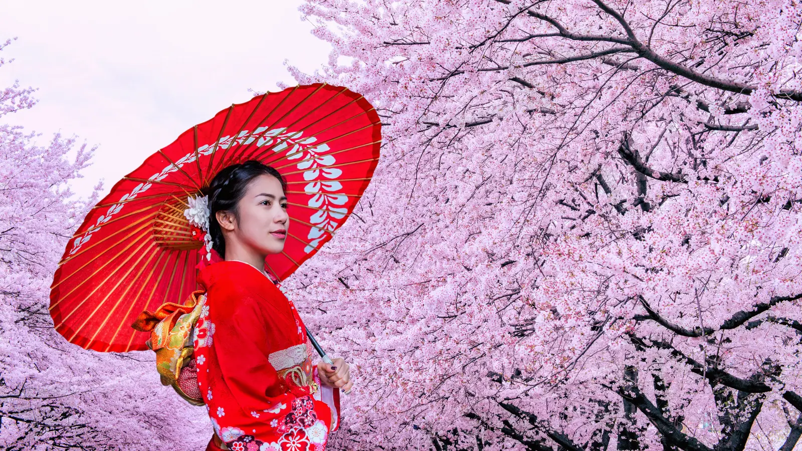 جشن شکوفه های گیلاس در ژاپن