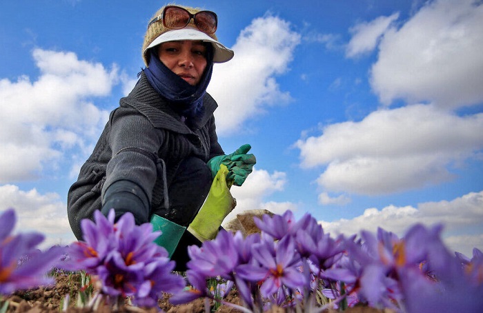 تصاویر تور زعفران چینی نیشابور (3)