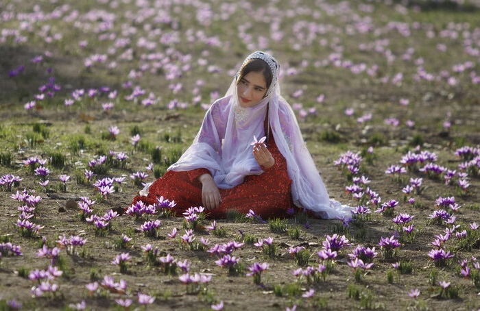 تصاویر تور زعفران چینی نیشابور (1)