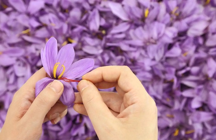 تصاویر تور زعفران چینی نیشابور (2)