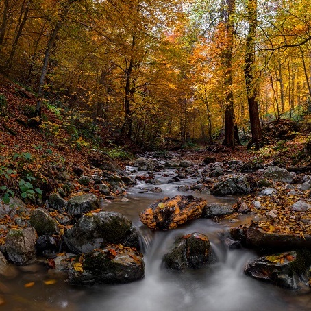 تور جنگل راش پاییزی آبان 1403 اجرای اول