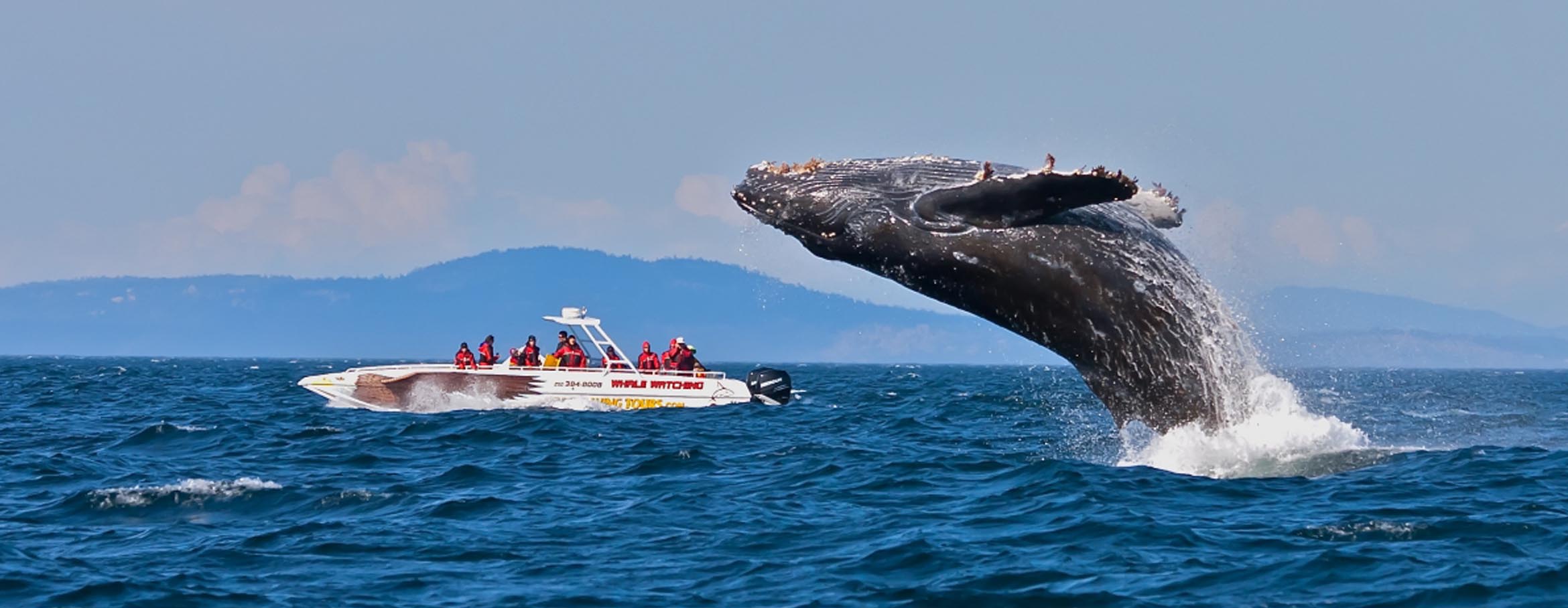 تماشای نهنگ در میریسا