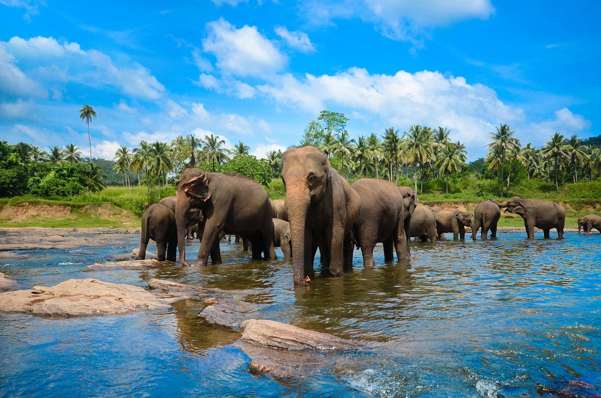 مرکز فیل ها در پیناوالا