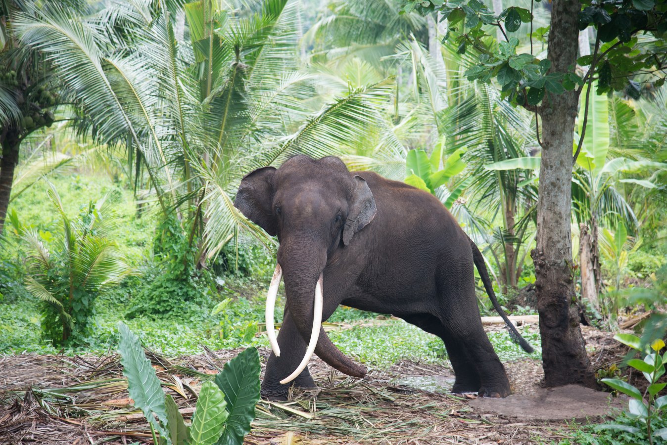 فیل های پارک جانورشناسی کلمبو