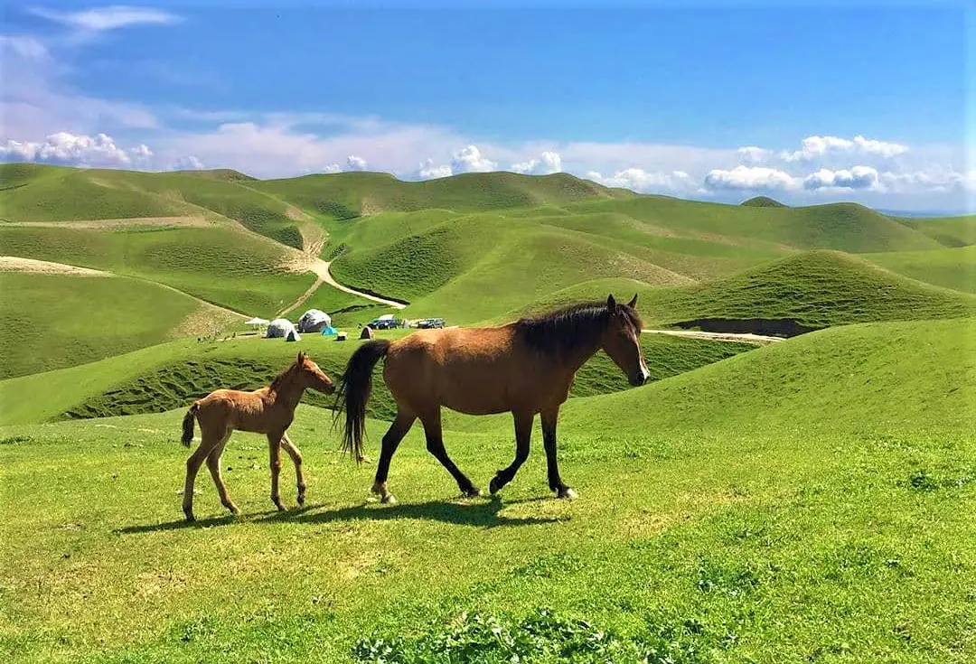اسب‌های ترکمن صحرا