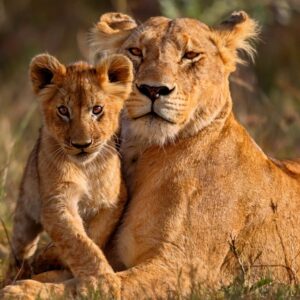 تور کنیا آمبوسلی