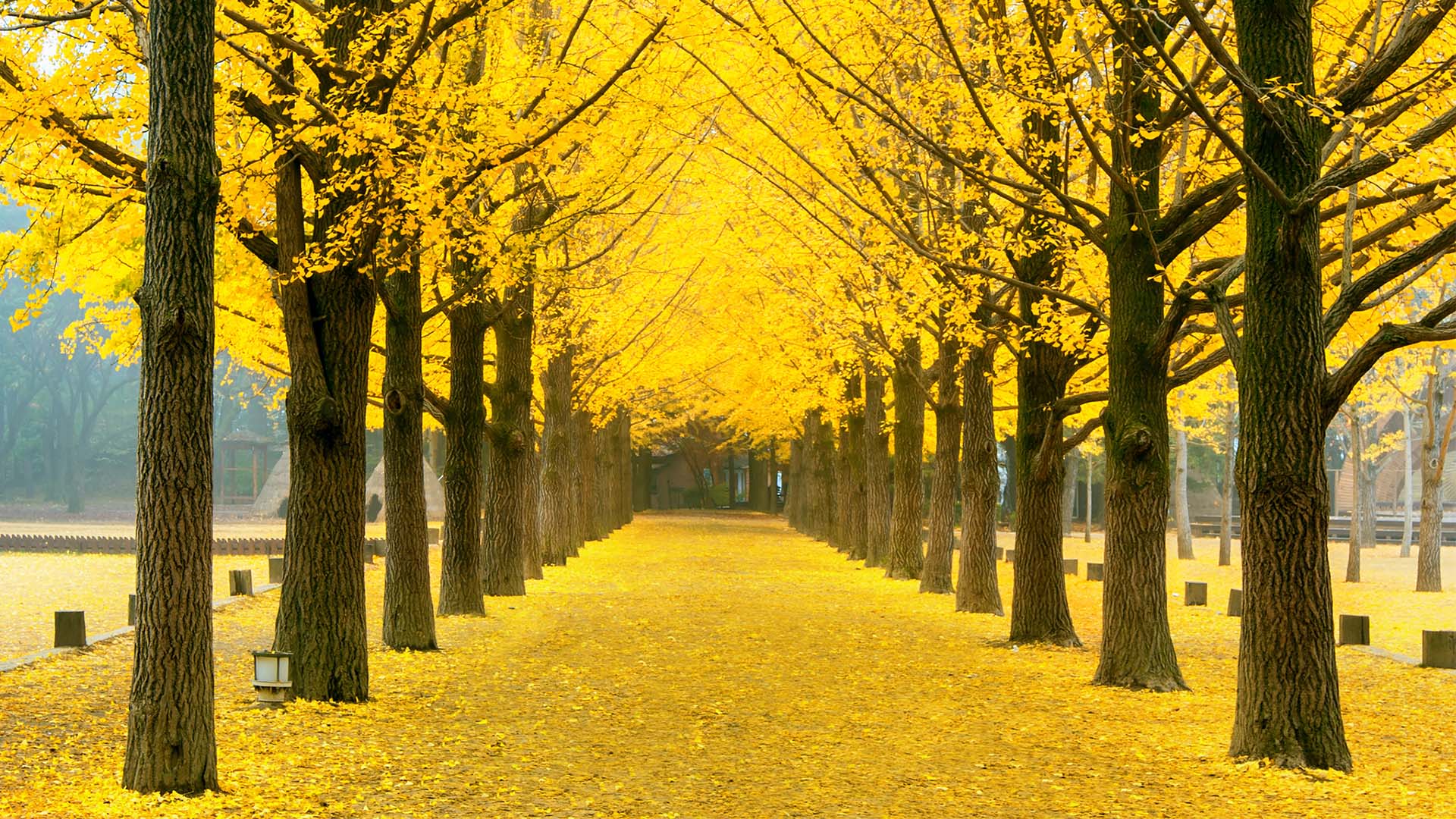 جاده بهار زرد ژاپن