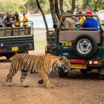 سافاری در رانتامبور در تور هند