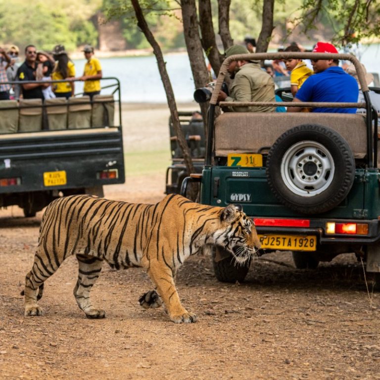 سافاری در رانتامبور در تور هند