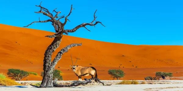 راهنمای سفر به نامیبیا