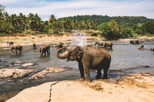 مرکز نگهداری فیل ها پیناوالا سریلانکا