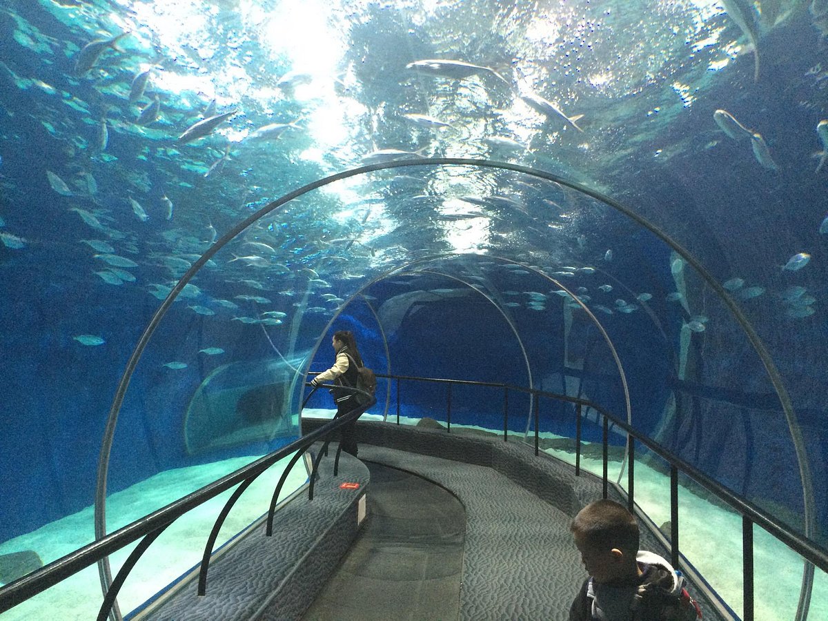 آکواریوم اقیانوسی شانگهای (Shanghai Ocean Aquarium)