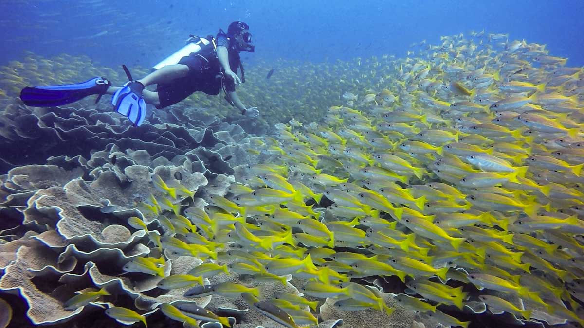 غواصی در ال نیدو