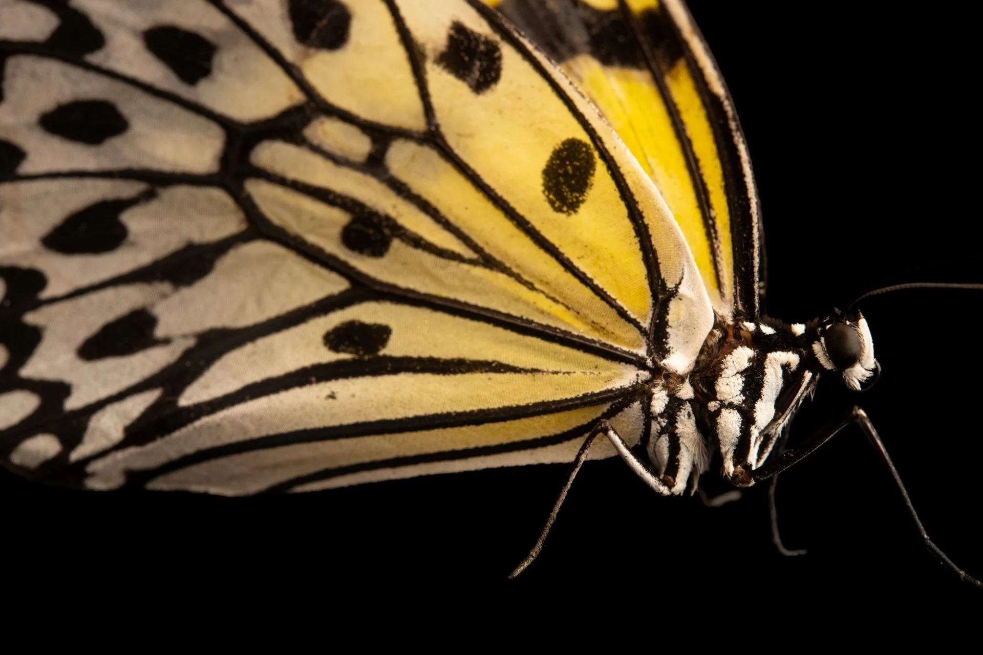 پناهگاه پروانههای جومالون