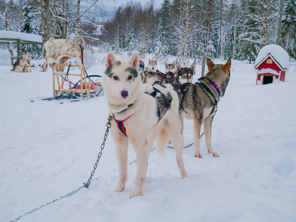 سورتمه سواری با هاسکی را تجربه میکنیم.