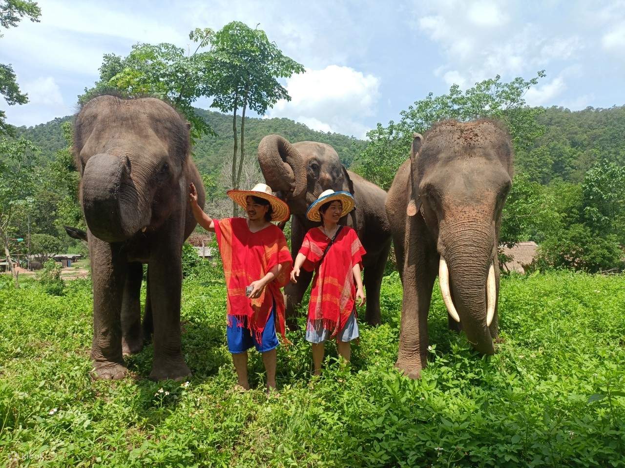 پناهگاه فیلها در تور تایلند